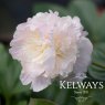 Paeonia 'Angel Cheeks'