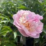 Paeonia 'Angel Cheeks'