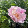 Paeonia 'Angel Cheeks'