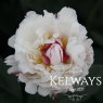 Paeonia 'Boule de Neige'