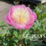 Paeonia 'Bowl of Beauty'