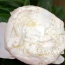 Paeonia 'Bridal Gown'