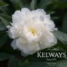 Paeonia 'Fairy's Petticoat'