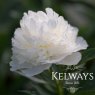 Paeonia 'Fairy's Petticoat'