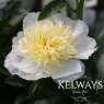 Paeonia 'Honey Gold'