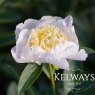 Paeonia 'Honey Gold'