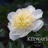 Paeonia 'Honey Gold'