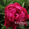 Paeonia 'Karl Rosenfield'