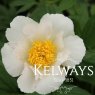 Paeonia 'Krinkled White'