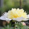 Paeonia Laura Dessert