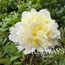 Paeonia 'Laura Dessert'
