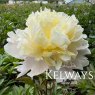 Paeonia 'Laura Dessert'