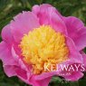 Paeonia 'Mr G F Hemerik'