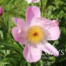 Paeonia 'Nymphe'