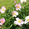 Paeonia 'Nymphe'