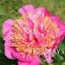 Paeonia 'Tom Eckhardt'