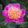 Paeonia 'Tom Eckhardt'
