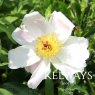 Paeonia 'White Wings'