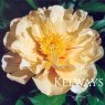 Paeonia 'Lemon Dream' (I)
