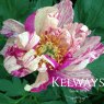 Paeonia Lollipop