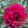 Paeonia 'officinalis Rubra Plena'