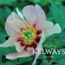 Paeonia 'Old Rose Dandy' (I)