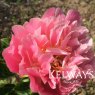 Paeonia 'Pink Hawaiian Coral'