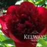 Paeonia 'Red Charm'