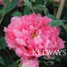 Paeonia Reine Elizabeth