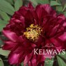 Paeonia 'Rinpo'