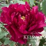 Paeonia 'Rinpo'