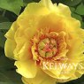 Paeonia 'Sequestered Sunshine'