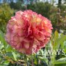 Paeonia 'Souvenir de Maxime Cornu'