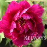 Paeonia 'Cardinal Vaughan'