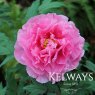 Paeonia 'Shimane Seidai'