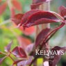 Parthenocissus henryana