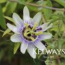 Passiflora caerulea