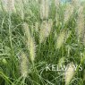 Pennisetum alopecuroides 'Hameln'