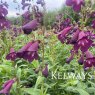 Penstemon Burgundy