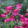 Penstemon 'Garnet'