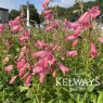 Penstemon Hewell Pink Bedder