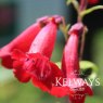 Penstemon 'King George V'