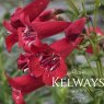 Penstemon 'Windsor Red'