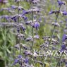 Salvia 'Little Spire' PBR (Pe)