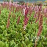 Persicaria affinis 'Darjeeling Red'