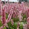 Persicaria Donald Lowndes