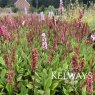 Persicaria affinis Superba