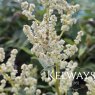 Koenigia alpina (All.) T.M. Schust. & Reveal