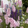 Persicaria bistorta 'Superba'