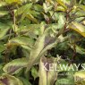Persicaria microcephala 'Red Dragon' PBR